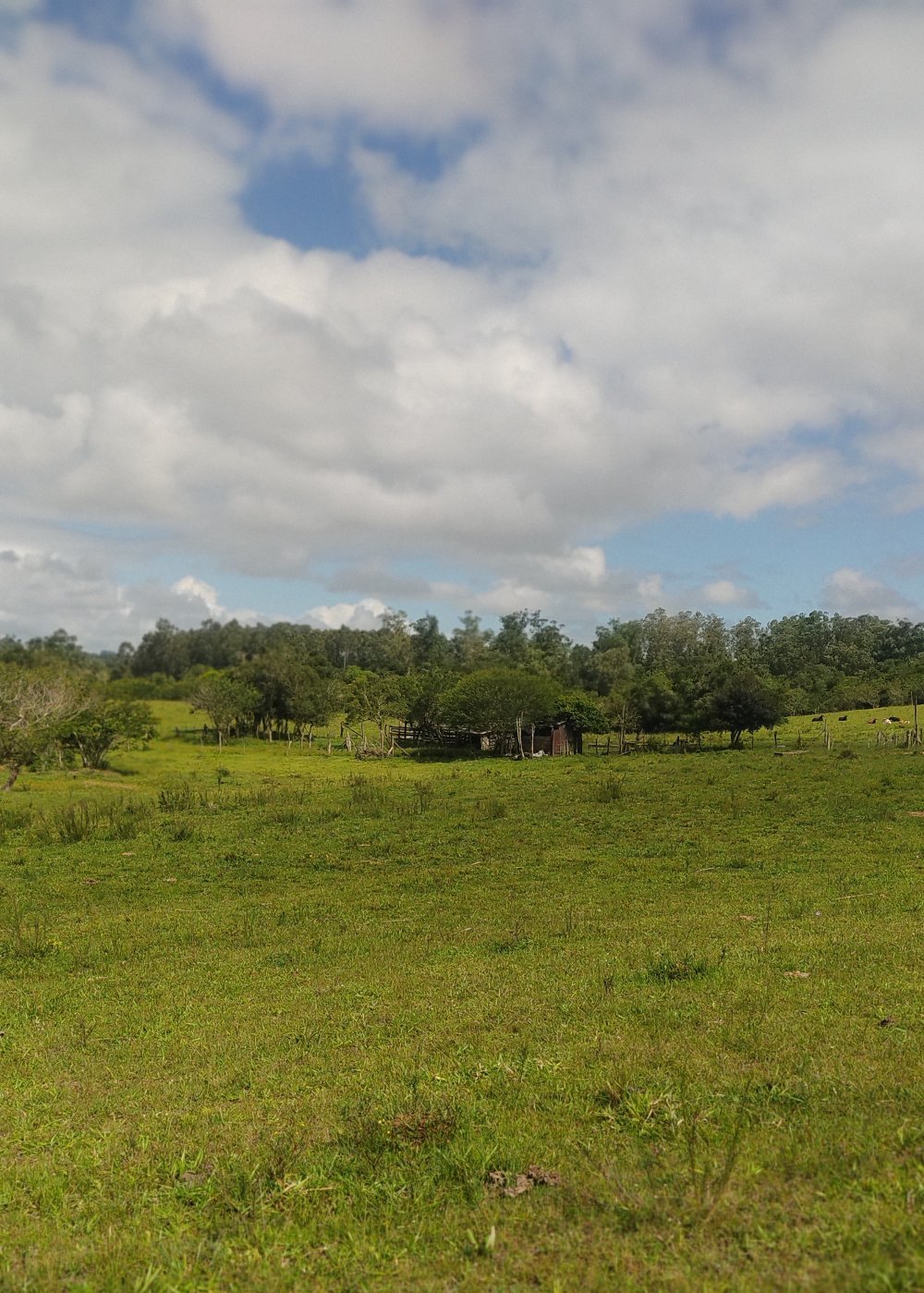 rea - Venda - Espigo - Viamo - RS